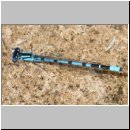 Enallagma cyathigerum - Gemeine Becherjungfer m08a.jpg